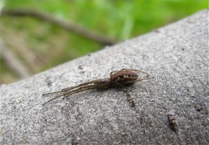 Tetragnatha